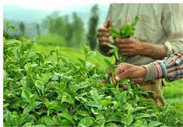 برداشت برگ سبز چای 13درصد افزایش یافت برداشت برگ سبز چای 13درصد افزایش یافت