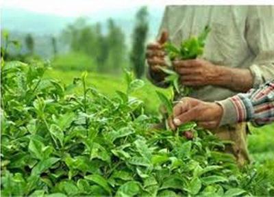 برداشت برگ سبز چای 13درصد افزایش یافت