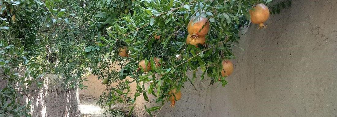 تصاویر کوچه باغ های تفت در روزهای آغازین پاییز ، انارهای تصاویر کوچه باغ های تفت در روزهای آغازین پاییز ، انارهای پاییزی را در سفر به یزد از دست ندهید
