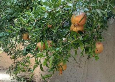 تصاویر کوچه باغ های تفت در روزهای آغازین پاییز ، انارهای پاییزی را در سفر به یزد از دست ندهید