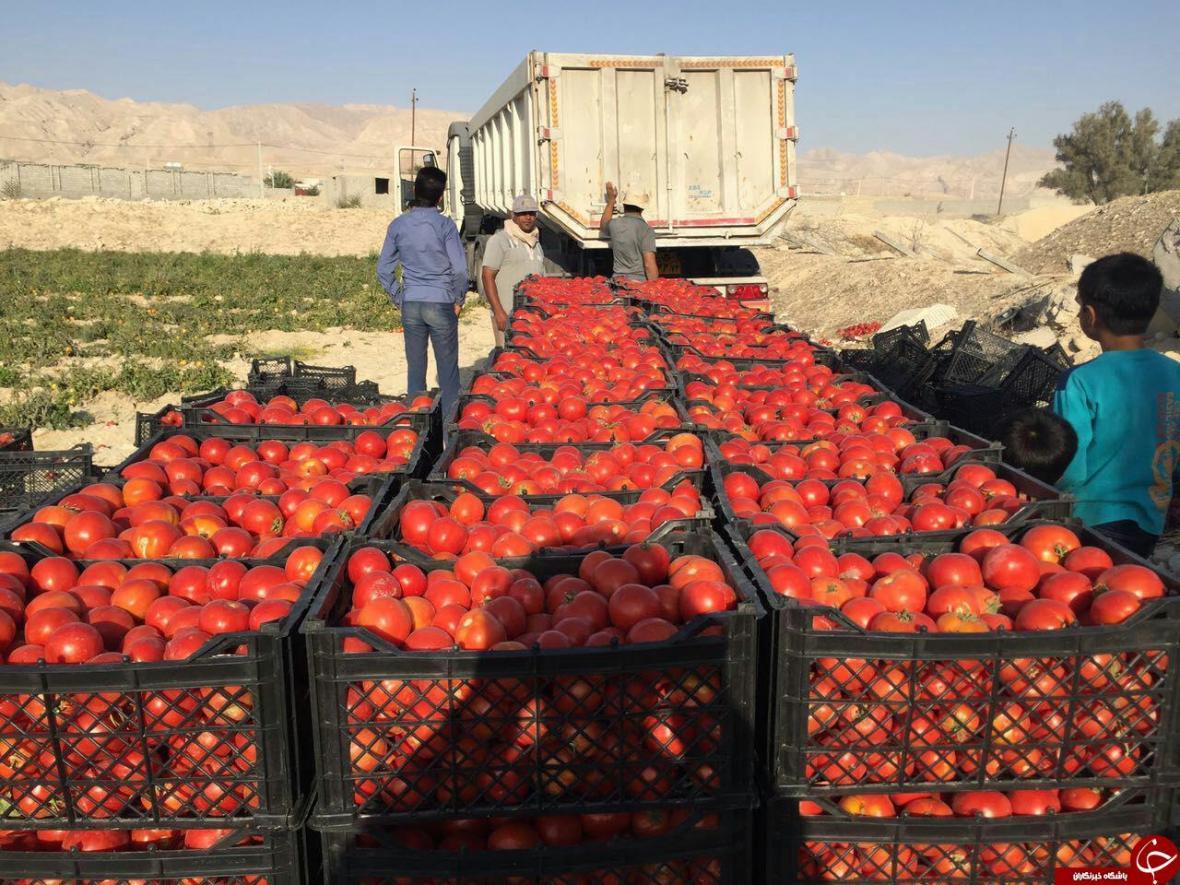 وضعیت قرمز بازار گوجه فرنگی در ارومیه، باز هم وعده اصلاح وضعیت قرمز بازار گوجه فرنگی در ارومیه، باز هم وعده اصلاح بازار توخالی بود