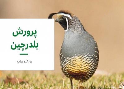 سود پرورش بلدرچین