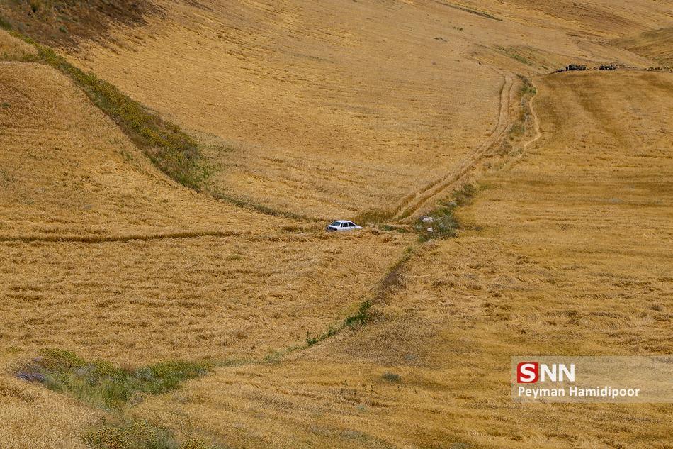 پاتک به کرونا با کشاورزی ، بارندگی ها و زمینه ای که برای جهش صادرات فراهم شد